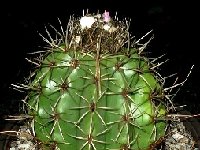 Melocactus onychacanthus var. albescens KK1047 (Crisnejas,1300m) PERU.JPG